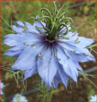 Nigella damascena 'Miss Jekyll Dark Blue' seeds- (Love-in-a-mist)