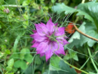 Nigella damascena 'Miss Jekyll Rose' seeds - (Love-in-a-mist)