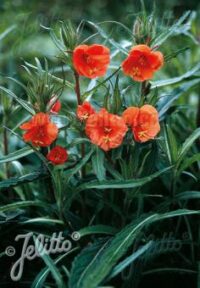 Oenothera versicolour 'Sunset Boulevard' seeds - ( Evening primrose)