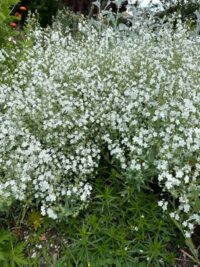 Omphalodes linifolia seeds - (Argentine forget-me-not)