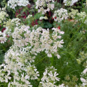 Orlaya grandiflora 'White Lace' seeds - (Minoan Lace, White Finch ,Laceflower)