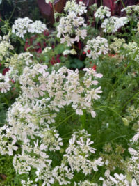 Orlaya grandiflora 'White Lace' seeds - (Minoan Lace, White Finch ,Laceflower)