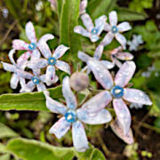 Oxypetalum coeruleum 'Heavenly Blue' seeds - ( Tweedia)
