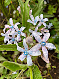 Oxypetalum coeruleum 'Heavenly Blue' seeds - ( Tweedia)