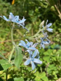 Oxypetalum coeruleum 'Heavenly Blue' seeds - ( Tweedia) - Image 2