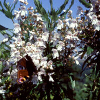 Prostanthera lasianthos seeds - ( Mountain Lilac, Victorian Christmas Bush, Mint Bush)