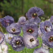 Papaver rhoeas 'Amazing Grey' seeds - (Corn Poppy)