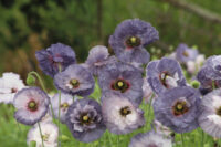 Papaver rhoeas 'Amazing Grey' seeds - (Corn Poppy)