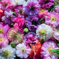 Papaver rhoeas 'Angels Choir' seeds