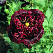 Papaver somniferum var paeoniflorum 'Black Peony ' seeds - ( Double peony poppy)