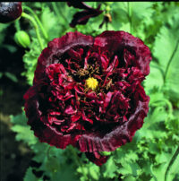 Papaver somniferum var paeoniflorum 'Black Peony ' seeds - ( Double peony poppy)