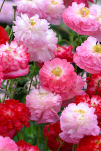 Papaver rhoeas 'Supreme Mix' seeds - (Poppy)
