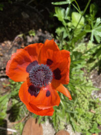 Papaver orientale 'Brilliant ' seeds-(Oriental Poppy)