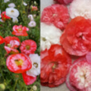 Papaver rhoeas 'Coral Clouds' - (Corn Poppy)