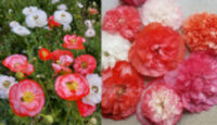 Papaver rhoeas 'Coral Clouds' - (Corn Poppy)