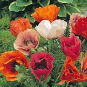 Papaver  orientale 'Haremstraum' seeds -(Oriental poppy)