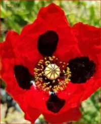Papaver rhoeas 'Pierrot' seeds - ( Corn Poppy)