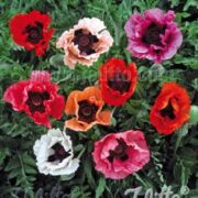 Papaver oriental 'Pizzicato'  plants - ( Oriental poppy)