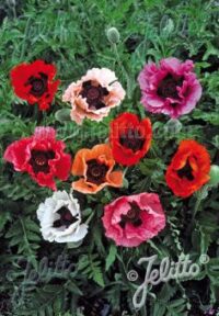 Papaver oriental 'Pizzicato'  plants - ( Oriental poppy)