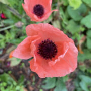 Papaver orientale 'Coral Reef' seeds- (Oriental Poppy, Princess Victoria Louise)