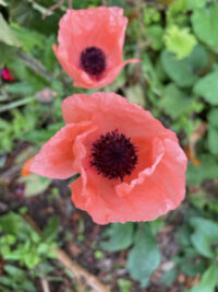 Papaver orientale 'Coral Reef' seeds- (Oriental Poppy, Princess Victoria Louise)
