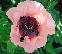 Papaver orientale 'Queen Alexandra' plants - ( Oriental Poppy)