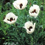 Papaver orientale-hybrid 'Royal Wedding' seeds - (Oriental Poppy)