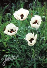 Papaver orientale-hybrid 'Royal Wedding' seeds - (Oriental Poppy)