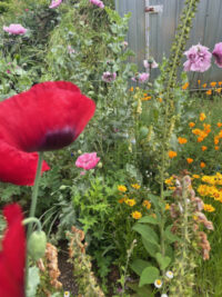 Papaver somniferum  'Sunlit Silk mix' seeds - (Poppy) - Image 2