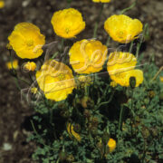 Papaver rhaeticum seeds - ( Papaver auriantiacum, Engadine poppy)