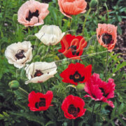 Papaver orientale 'Deluxe Mix' seeds