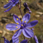 Pasithea coerulea seeds - (Azulilo)
