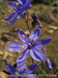 Pasithea coerulea seeds - (Azulilo)
