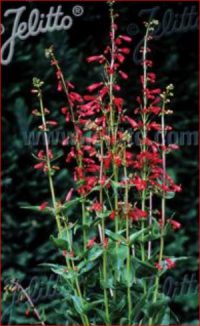 Penstemon eatonii seeds- (Eaton's firecracker)