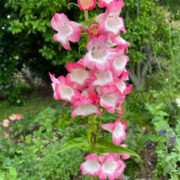 Penstemon hartwegii 'Giant Flowered Mix' seeds