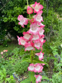 Penstemon hartwegii 'Giant Flowered Mix' seeds