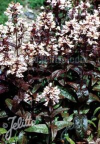 Penstemon digitalis 'Husker Red Superior Strain' seeds - (Beard Tongue)