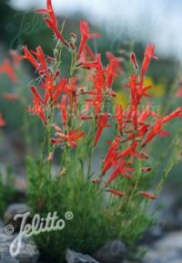 Penstemon pinifolius seed