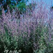 Perovskia atriplicifolia 'Taiga' seeds - (Russian Sage)
