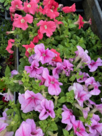 Petunia grandiflora 'Tritunia Mix' seeds