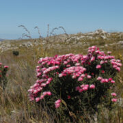 Phaenocoma prolifera seeds - ( Cape everlasting)