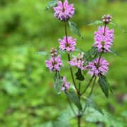 Phlomis tuberosa 'Bronze Flamingo' seeds - ( Jerusalem Sage)