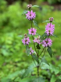 Phlomis tuberosa 'Bronze Flamingo' seeds - ( Jerusalem Sage)