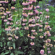 Phlomis tuberosa 'Bronze Flamingo' seeds - ( Jerusalem Sage)
