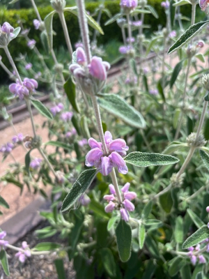 Phlomis tuberosa 'Bronze Flamingo' seeds - ( Jerusalem Sage) - Image 3