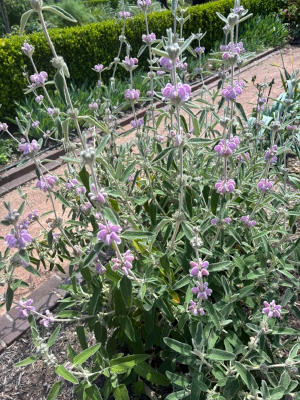 Phlomis tuberosa 'Bronze Flamingo' seeds - ( Jerusalem Sage) - Image 2