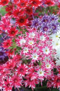 Phlox drummondii Pop Stars Mix' seeds - (Annual Phlox)