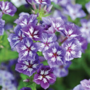 Phlox drummondii grandiflora 'Sugar Stars Mix' seeds - (Summer Phlox)