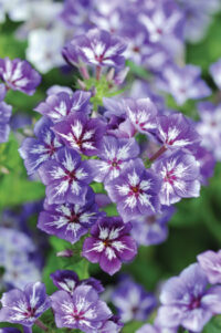 Phlox drummondii grandiflora 'Sugar Stars Mix' seeds - (Summer Phlox)