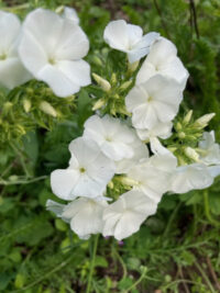 Phlox drummondii 'Alba' seeds - ( Annual Phlox)